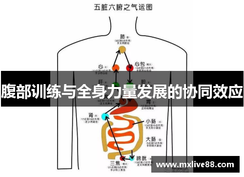 腹部训练与全身力量发展的协同效应